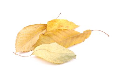 Koleksiyon grubu güzel renkli sonbahar kiraz yaprakları beyaz arkaplanda izole