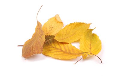 Koleksiyon grubu güzel renkli sonbahar kiraz yaprakları beyaz arkaplanda izole