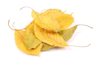 Koleksiyon grubu güzel renkli sonbahar kiraz yaprakları beyaz arkaplanda izole