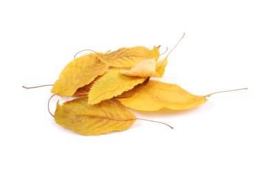 Koleksiyon grubu güzel renkli sonbahar kiraz yaprakları beyaz arkaplanda izole