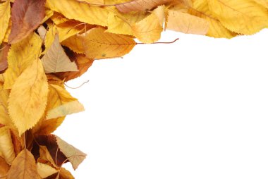 Koleksiyon grup izole üzerinde beyaz arka plan kiraz yaprakları güzel renkli sonbahar. Metin için sağ tarafta kullanılabilir alan