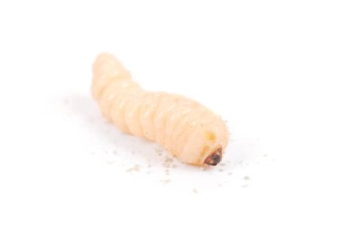 Larva kabukları böcek (Scolytinae). Beyaz arka plan üzerinde izole kabuk larva bacaksız böcekleri.