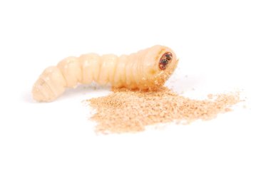 Larva kabukları böcek (Scolytinae). Beyaz arka plan üzerinde izole kabuk larva bacaksız böcekleri.