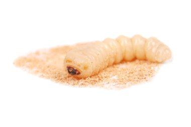 Larva kabukları böcek (Scolytinae). Beyaz arka plan üzerinde izole kabuk larva bacaksız böcekleri.