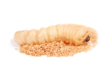 Larva kabukları böcek (Scolytinae). Beyaz arka plan üzerinde izole kabuk larva bacaksız böcekleri.