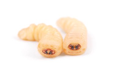 Larva kabukları böcek (Scolytinae). Beyaz arka plan üzerinde izole kabuk larva bacaksız böcekleri.