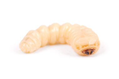 Larva kabukları böcek (Scolytinae). Beyaz arka plan üzerinde izole kabuk larva bacaksız böcekleri.