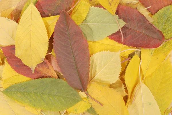 Krásné Barevné Pozadí Podzimní Listí Třešně — Stock fotografie