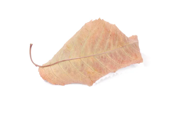 Kollektion Schöne Bunte Herbstkirsche Blätter Isoliert Auf Weißem Hintergrund — Stockfoto