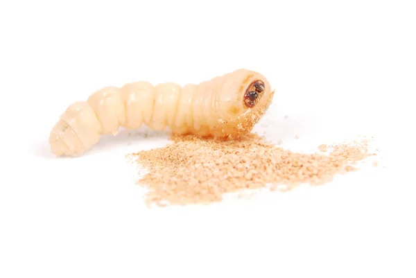 Scarabeo Della Corteccia Larva Scolytinae Larva Scarabei Corteccia Senza Gambe — Foto Stock