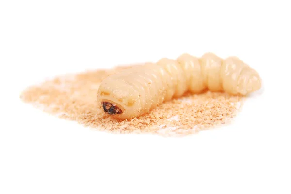 幼虫树皮甲虫 Scolytinae 白色背景的树皮甲虫无腿的幼虫 — 图库照片