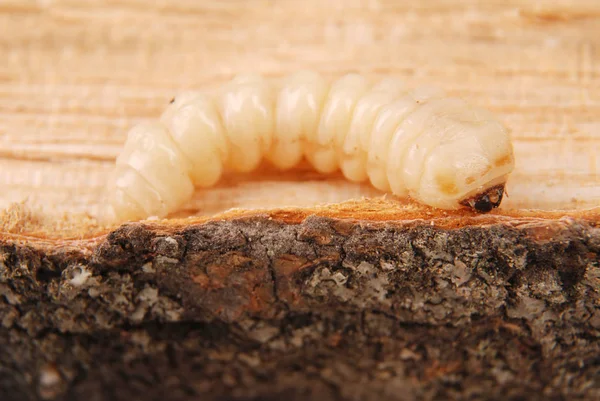 Scarabeo Della Corteccia Larva Scolytinae Larva Scarabei Corteccia Senza Gambe — Foto Stock