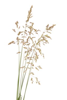 Yeşil çim spikelet, beyaz izole kapatmak