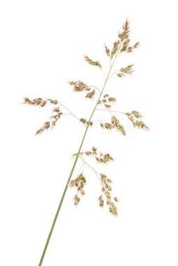 Yeşil çim spikelet, beyaz izole kapatmak