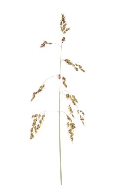 Yeşil çim spikelet, beyaz izole kapatmak