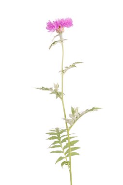 Çiçekler beyaz izole centaurea dealbata, yakın çekim
