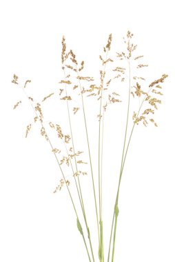 Yeşil çim spikelet, beyaz izole kapatmak