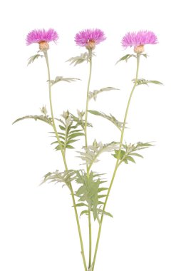 Çiçekler beyaz izole centaurea dealbata, yakın çekim