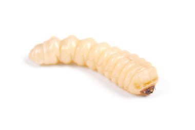 Larva kabukları böcek (Scolytinae). Beyaz arka plan üzerinde izole kabuk larva bacaksız böcekleri.