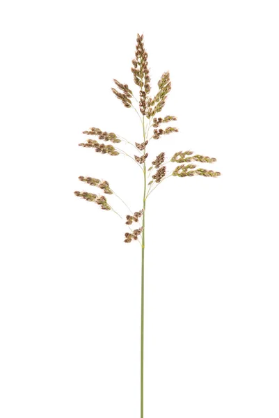 Green Grass Spikelet Isolated White Close — Stock Photo, Image