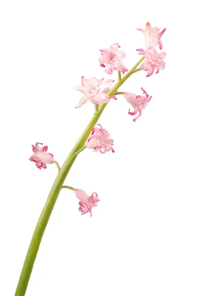 Detailní Záběr Růžové Bluebell Také Známý Jako Růžové Hyacintoides Bílém — Stock fotografie