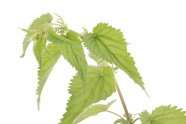 Fresh Nettle High Nettle Plant Isolated White Background — Stock Photo, Image