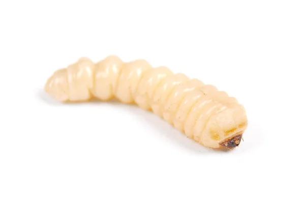 Scarabeo Della Corteccia Larva Scolytinae Larva Scarabei Corteccia Senza Gambe — Foto Stock