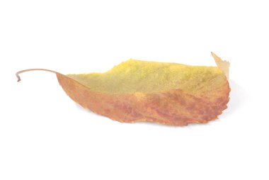 Koleksiyon güzel beyaz arka plan üzerinde renkli sonbahar kiraz yaprakları izole