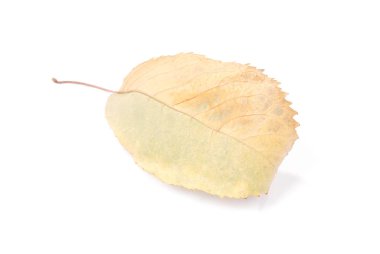 Koleksiyon güzel beyaz arka plan üzerinde renkli sonbahar kiraz yaprakları izole