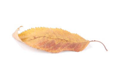 Koleksiyon güzel beyaz arka plan üzerinde renkli sonbahar kiraz yaprakları izole