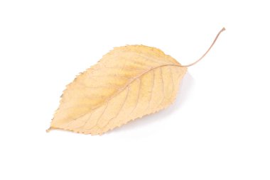 Koleksiyon güzel beyaz arka plan üzerinde renkli sonbahar kiraz yaprakları izole