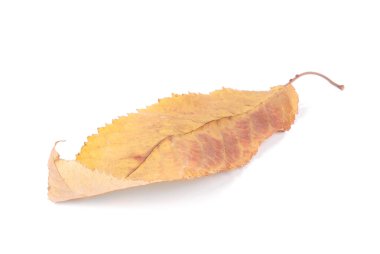 Koleksiyon güzel beyaz arka plan üzerinde renkli sonbahar kiraz yaprakları izole