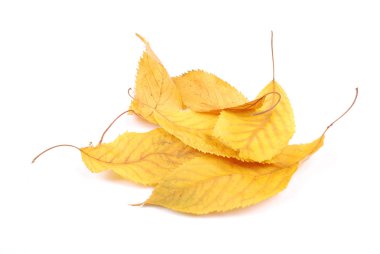 Koleksiyon grubu güzel renkli sonbahar kiraz yaprakları beyaz arkaplanda izole