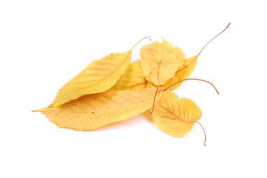 Koleksiyon grubu güzel renkli sonbahar kiraz yaprakları beyaz arkaplanda izole