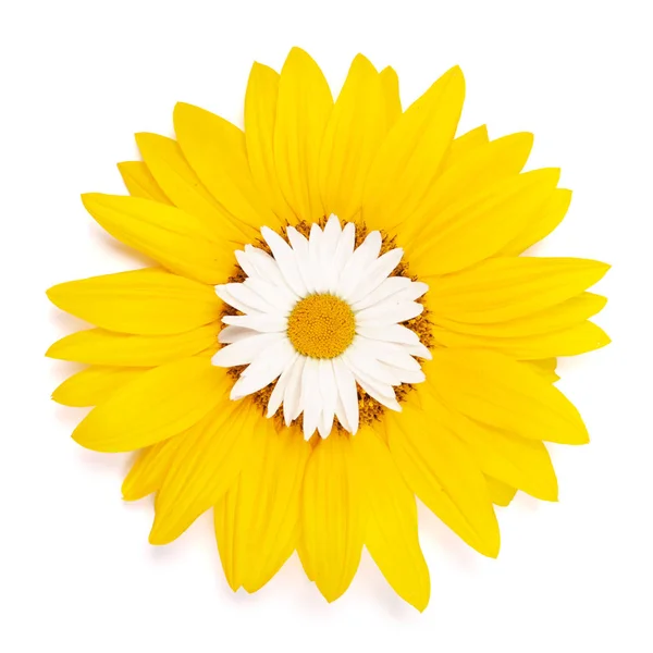 Beautiful Daisy Sunflower Isolated White Background — Stock Photo, Image