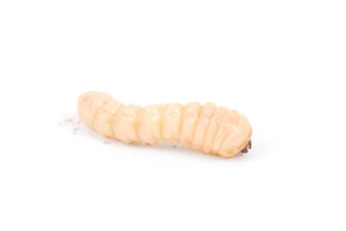Larva kabukları böcek (Scolytinae). Beyaz arka plan üzerinde izole kabuk larva bacaksız böcekleri.
