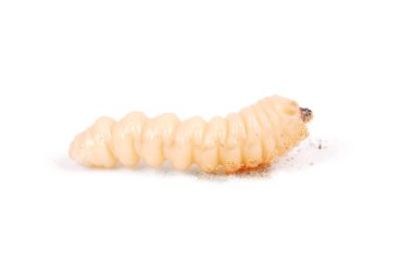 Larva kabukları böcek (Scolytinae). Beyaz arka plan üzerinde izole kabuk larva bacaksız böcekleri.