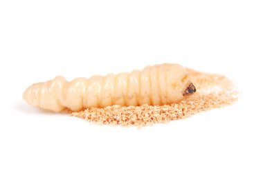 Larva kabukları böcek (Scolytinae). Beyaz arka plan üzerinde izole kabuk larva bacaksız böcekleri.