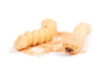 Larva kabukları böcek (Scolytinae). Beyaz arka plan üzerinde izole kabuk larva bacaksız böcekleri.