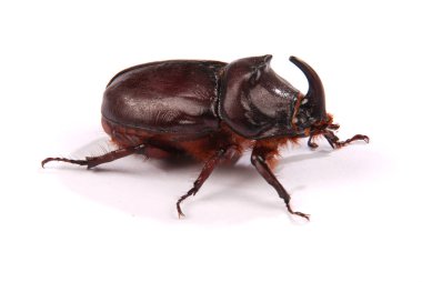 Beyaz arka plan üzerinde izole Closeup çekim erkek gergedan böceği (Oryctes nasicornis)