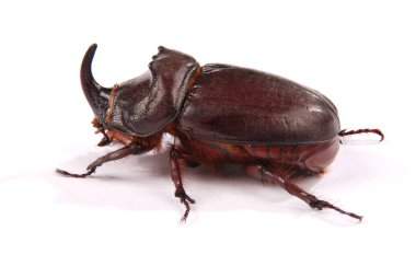 Beyaz arka plan üzerinde izole Closeup çekim erkek gergedan böceği (Oryctes nasicornis)