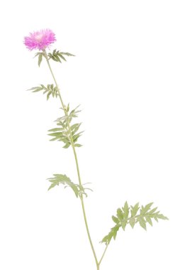 Çiçekler beyaz izole centaurea dealbata, yakın çekim