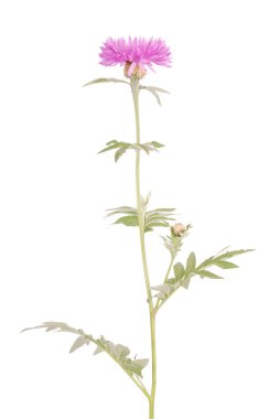 Çiçekler beyaz izole centaurea dealbata, yakın çekim
