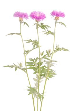 Çiçekler beyaz izole centaurea dealbata, yakın çekim