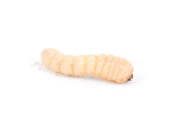 Larva Kabukları Böcek Scolytinae Beyaz Arka Plan Üzerinde Izole Kabuk — Stok fotoğraf