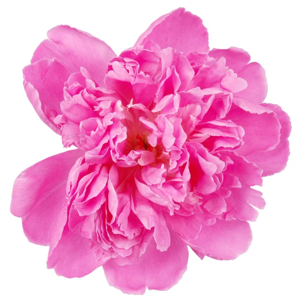 Розовый Пионский Цветок Изолирован Белом Красивом Летнем Растении — стоковое фото