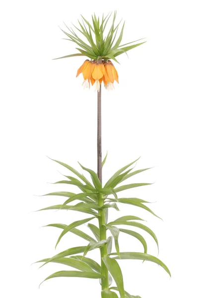 Királyi Korona Virágok Stúdió Klein Korona Fritillaria Imperialis Elszigetelt Fehér — Stock Fotó