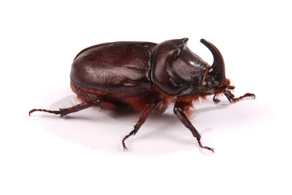 Closeup Shot Male Rhinoceros Beetle Oryctes Nasicornis Isolated White Background — Stock Photo, Image