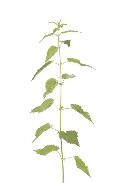 Fresh Nettle High Nettle Plant Isolated White Background — Stock Photo, Image