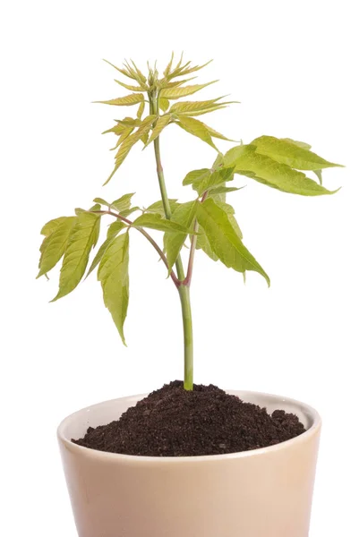 Pot Fleurs Brun Céramique Plante Verte Isolée Sur Fond Blanc — Photo